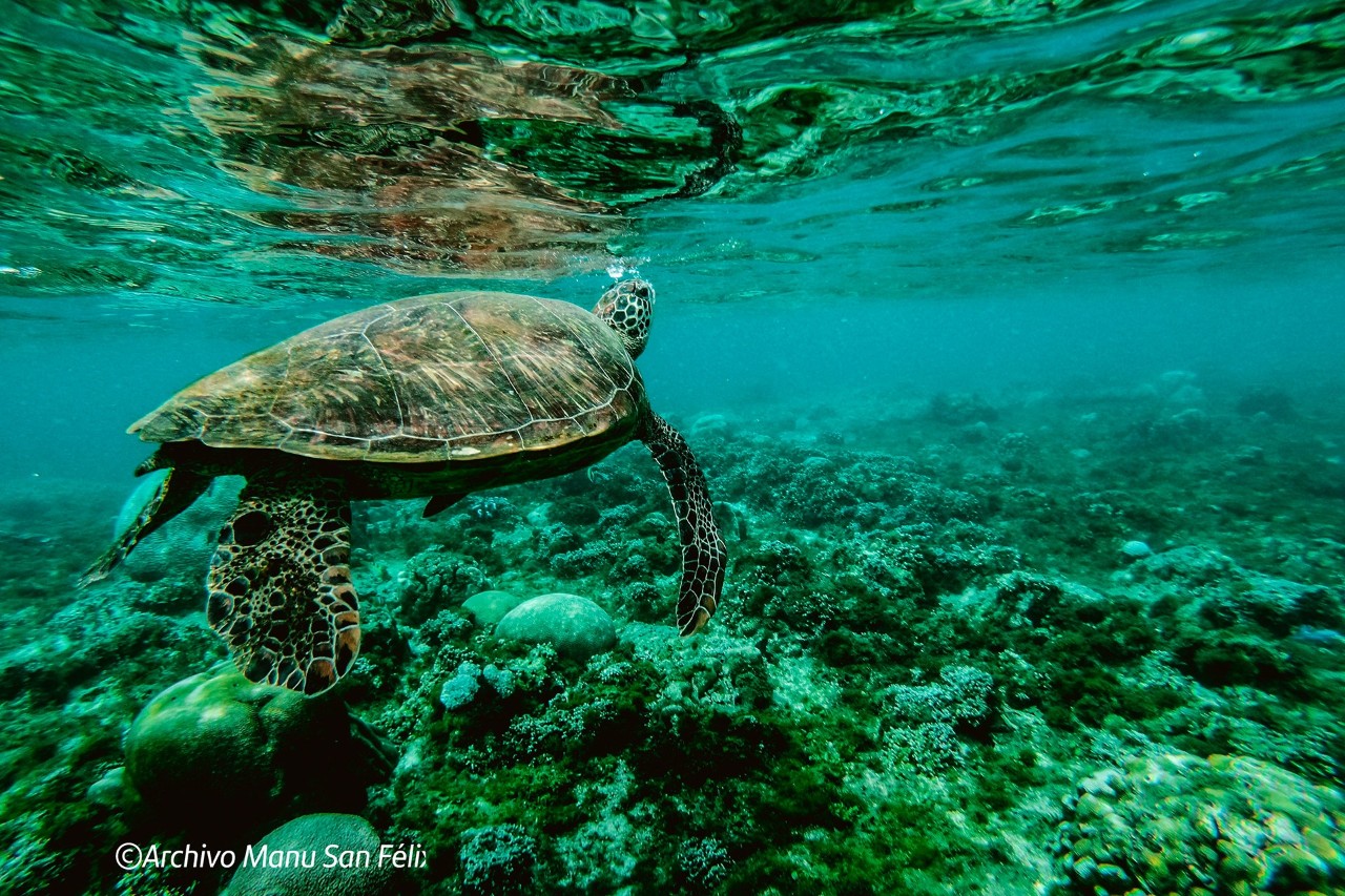 Turtle