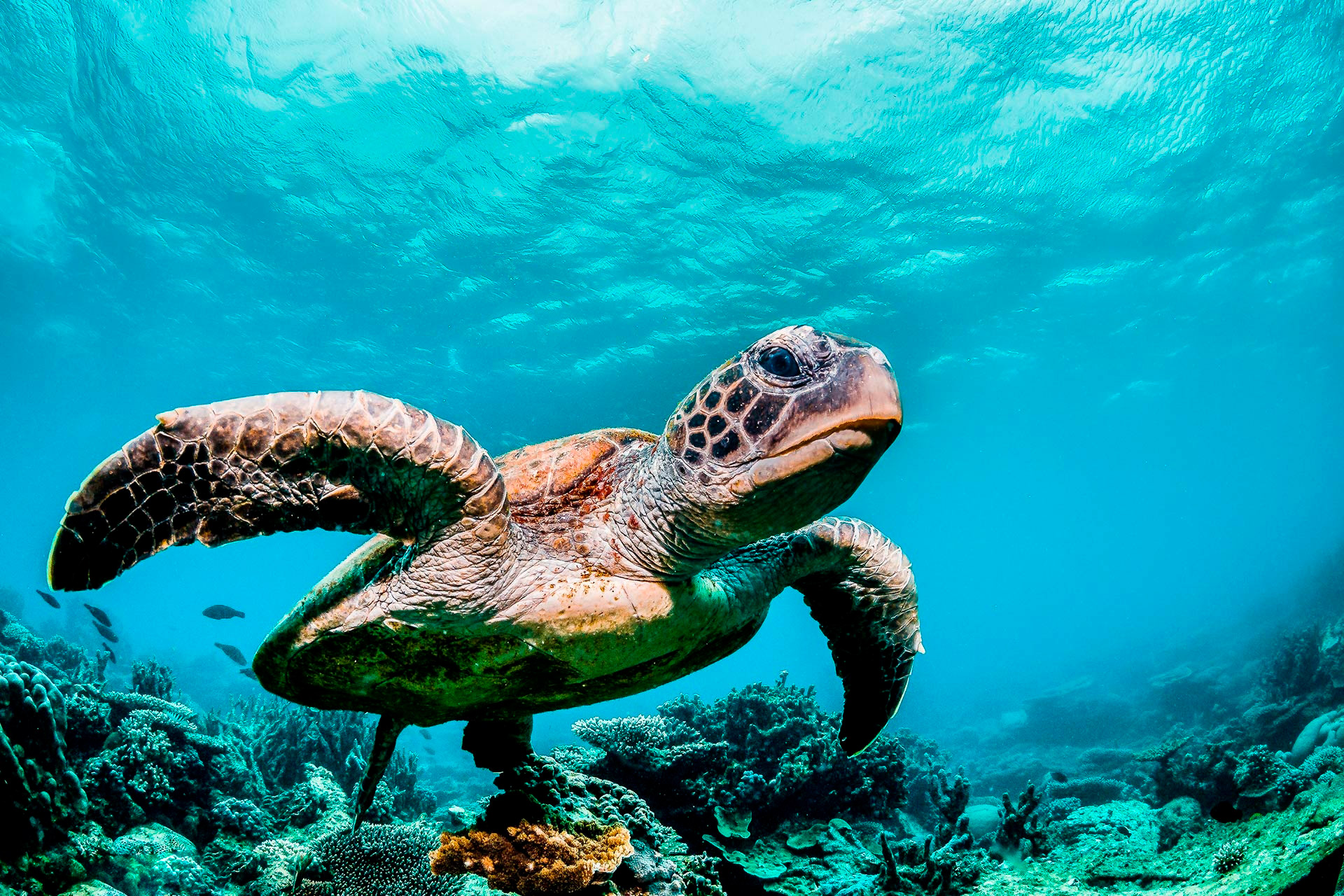 ¿Qué es la Economía Azul y por qué le sirve a Quintana Roo?
