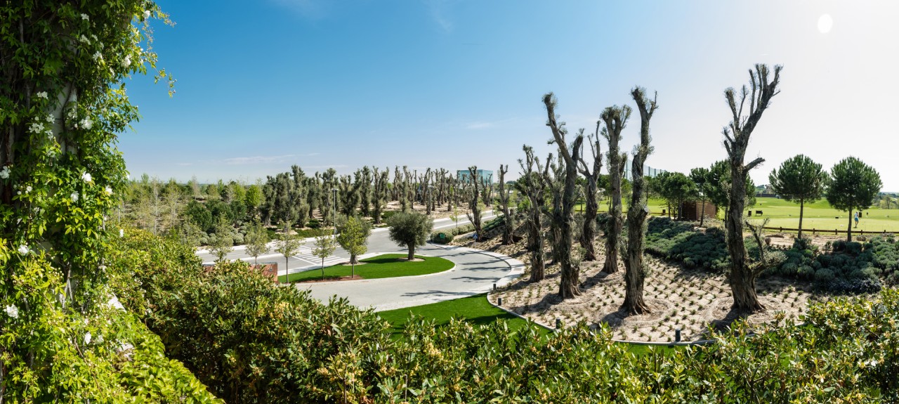 Olive trees at the Santander Group City